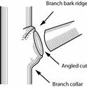 branch bark ridge HIRES