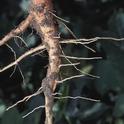 ladder root system