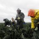 Farmworkers pick broccolini in the rain in 2014 in King City, Calif. (Marcio Jose Sanchez/AP)