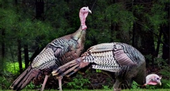 Wild turkeys. Photo: Pixabay