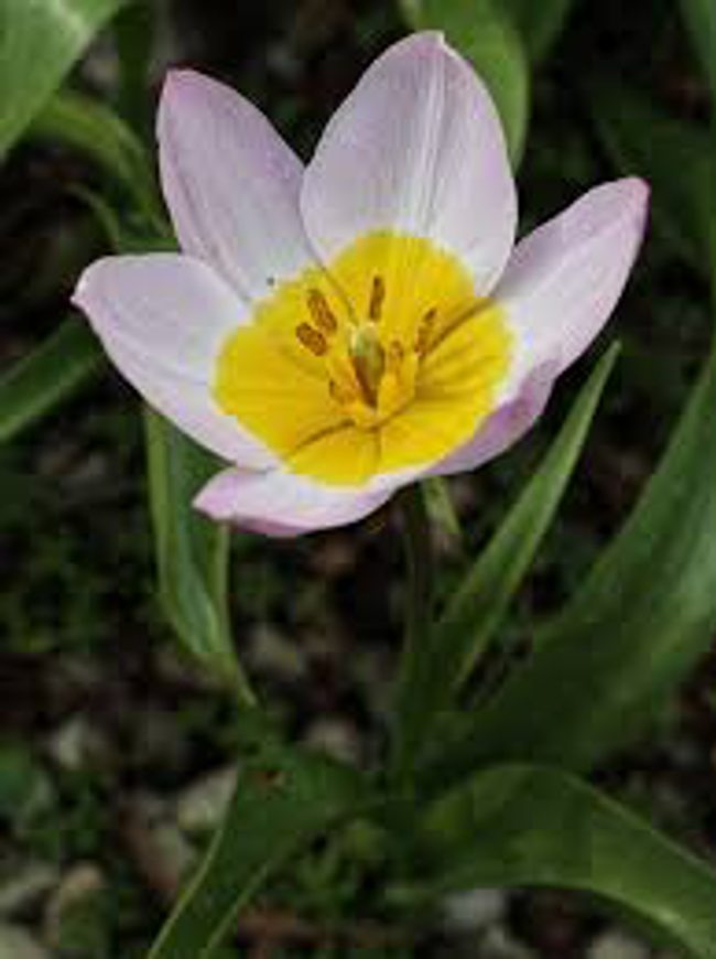Tulipa bakeri has soft pink petals and an orange center.