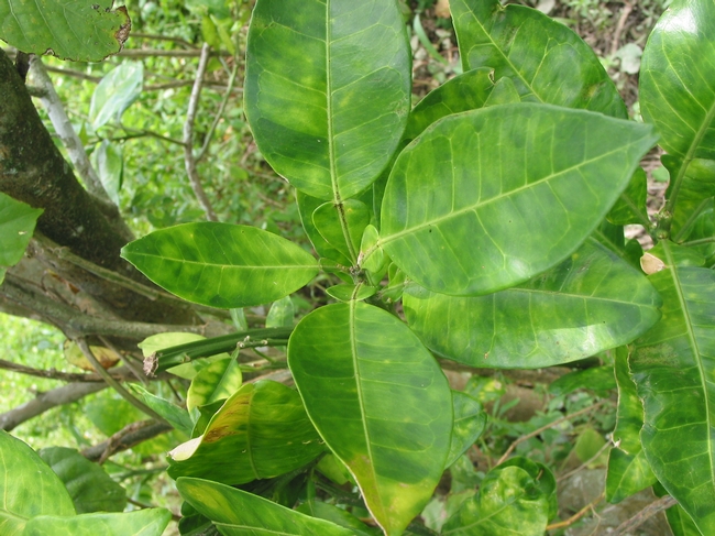 HLB infected leaves of a pummelo (Florida)