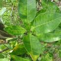 HLB infected leaves of a pummelo (Florida)