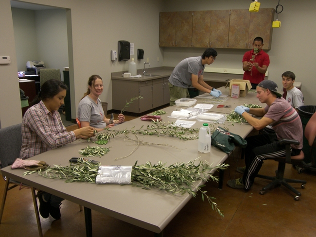Carol Lovatt's research team excising olive buds