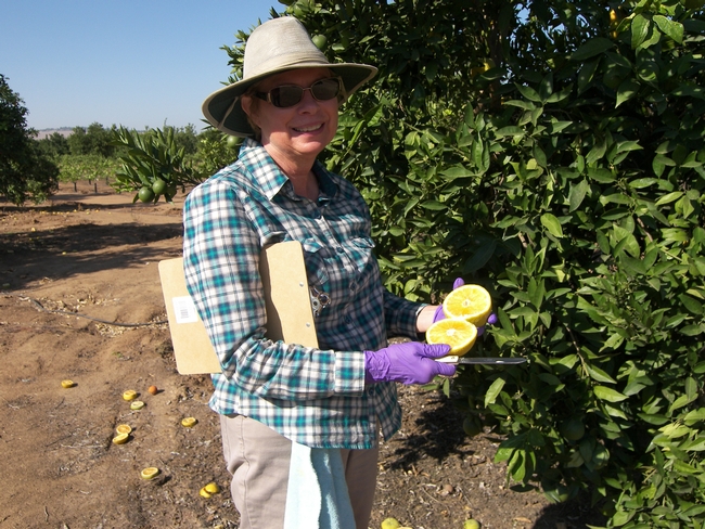 Claire Federici looking for seedless Valencias