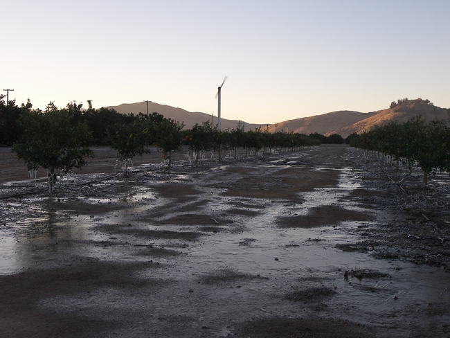 Wind machines raise air temperature at ground level.