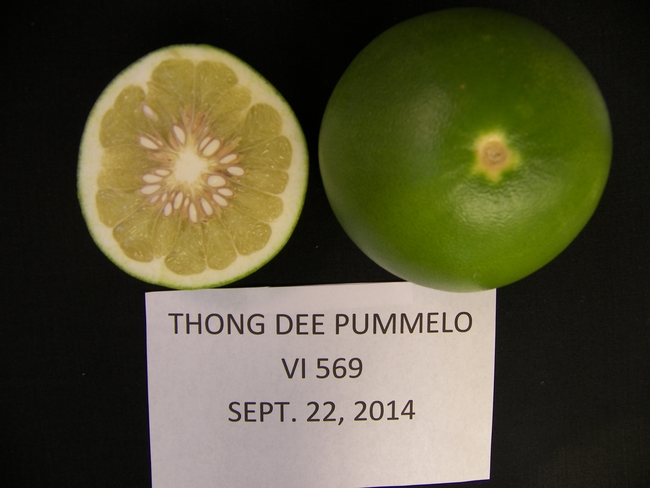 Thong Dee pummelo, Sept. 22, 2014 at Lindcove REC.