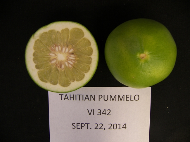 Tahitian pummelo, Sept. 22, 2014 at Lindcove REC.