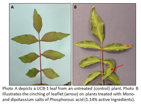 Pistachio leaf morphology