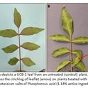 Pistachio leaf morphology