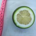 Immature Lane Late navel fruit (Citrus sinensis)