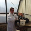 Sabrine Dhaouadi in LREC greenhouse, setting up root disease studies.