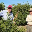 Craig Kallsen demonstrates pruning
