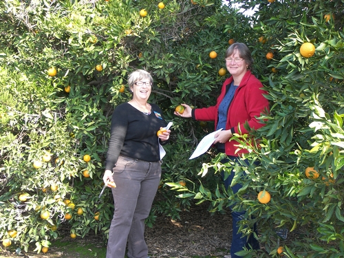 Tracy Kahn and Cindy Fake (UCCE Placer) examine a chimera on a navel orange