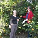 Tracy Kahn and Cindy Fake (UCCE Placer) examine a chimera on a navel orange