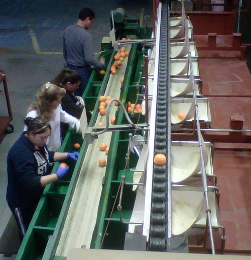 Entomology research team hand-grading fruit for sooty mold on the current Sunkist Packline at Lindcove