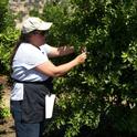 Staff Research Associate Therese Kapaun collects leaves at LREC for tristeza virus testing