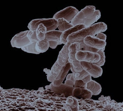 ecoli