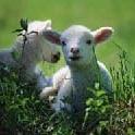 Twin lambs in rye