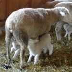 Nursing ewe