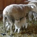 Nursing ewe