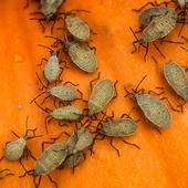 Squash Bugs