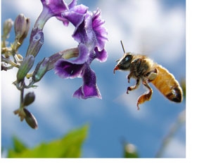 beepollinatingflower