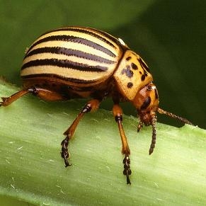 Colorado Potato Beetle