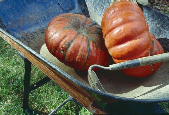 Heirloom-Pumpkin-Varieties jpg