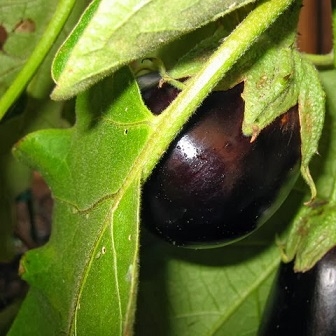 Egg Plant