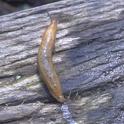 slug