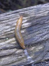 slug