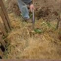 Compost Pile