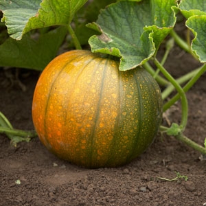 winter-squash-harvest-300