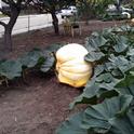 Giant pumpkin growing in Santa Cruz, CA.