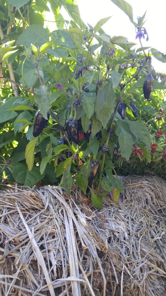 Peppers growing in straw bale.