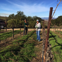 Jan Fedor and Mandy Salm gather up long canes from recently pruned Pinot Noir vines in the Santa Lucia Highlands, courtesy of Valley Farm Management.