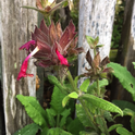 Salvia spathacea or hummingbird sage.