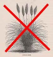 Say NO to pampas grass!