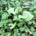 <em>Claytonia perfoliata</em>, or miner's lettuce, a local native, is the spade-leaved plant in the center surrounded by non-native annuals and perennials.
