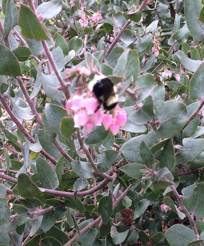 Arctostaphylos densiflora 'Howard McMinn' with a bumblebee feeding on its flowers.