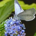 Echo Blue Butterfly, feeding on <em>Ceanothus</em>, one of its host plants. Photo: © Carol Nickbarg.