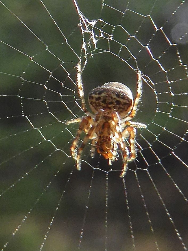 The Orbweaver Spider consumes its web and captured prey daily, rebuilding its web the next day. Photo by Carol Nickbarg.