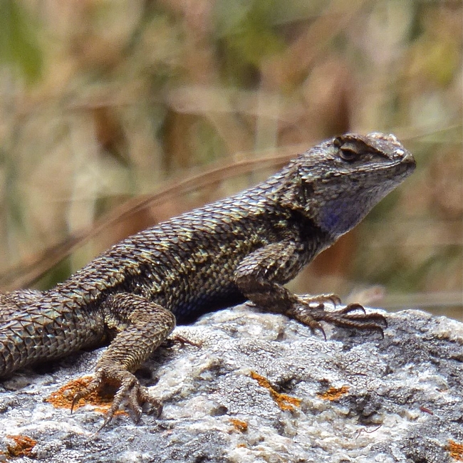 The Western Fence Lizard feeds on insects and spiders and is itself food for birds and snakes. Photo by Carol Nickbarg.