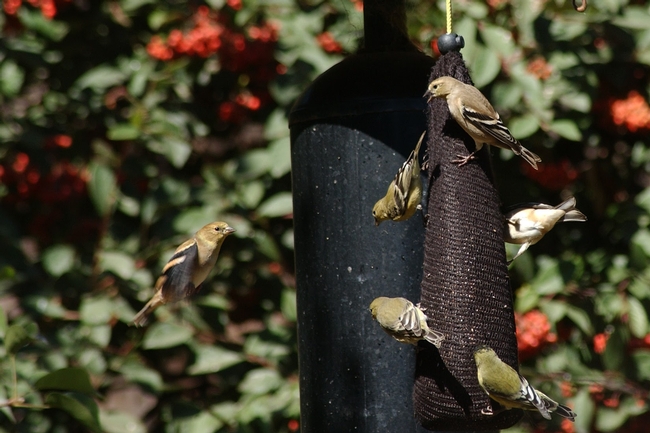 Goldfinches at a feeder. Photo by Leora Worthington.