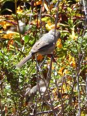 Bushtits seeking insect food in thicket of Coyote brush and Sticky monkeyflower. Photo: © Carol Nickbarg.