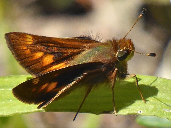 Like true butterflies and moths, skippers are valued pollinators. Larvae feed on leaves of grasses, sedges or shrubs depending on the species. Fallen leaves or other debris from larval host plants also provide hidden habitat for eggs and pupal stages. Image © Carol Nickbarg.