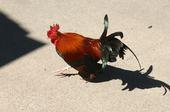 Handsome rooster. Photo: © Leora Worthington.