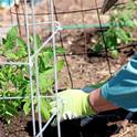 A Master Gardener plants tomatoes. In May!