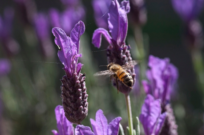 Honeybee on lavender. Photograph © Leora Worthington.